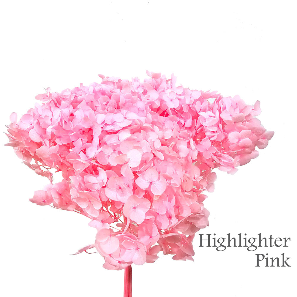 Preserved Hydrangea #PF1 - Highlighter Pink