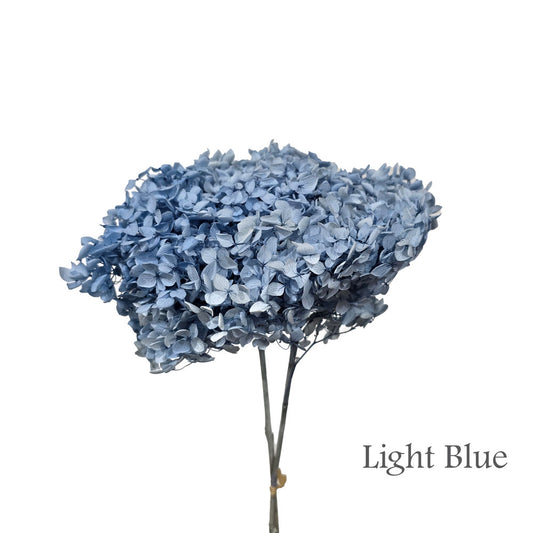 Preserved Hydrangea #PF1 - Light Blue