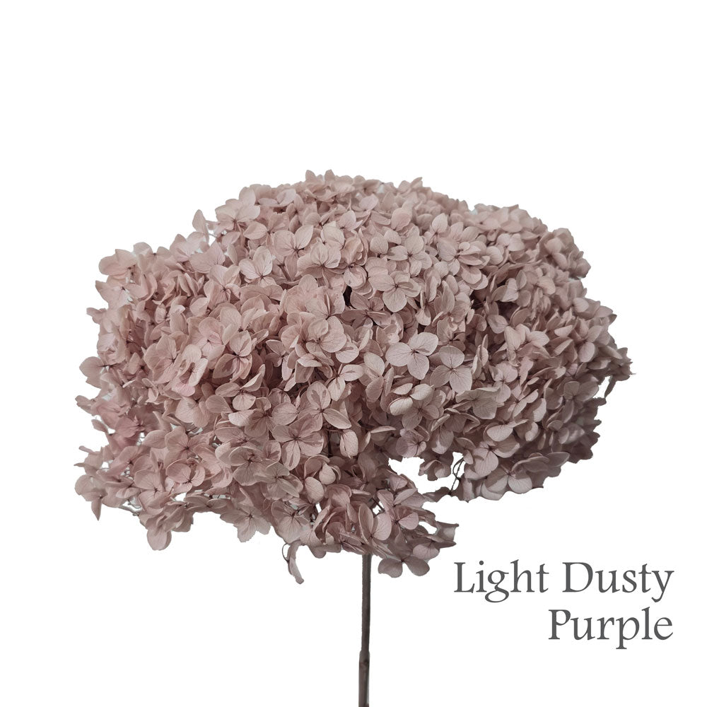 Preserved Hydrangea #PF1 - Light Dusty Purple