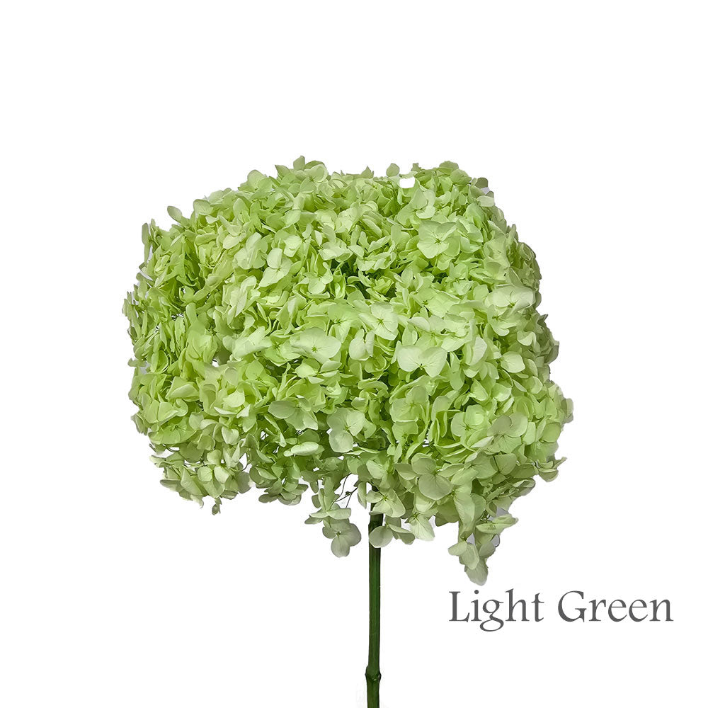 Preserved Hydrangea #PF1 - Light Green