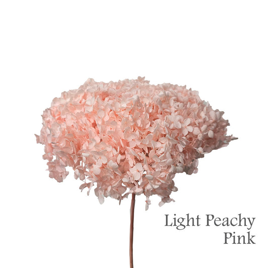 Preserved Hydrangea #PF1 - Light Peachy Pink