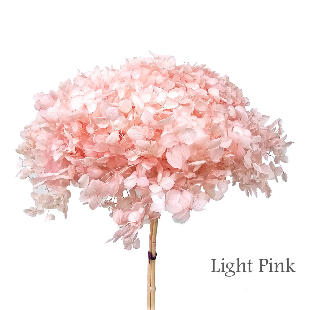 Preserved Hydrangea #PF1 - Light Pink