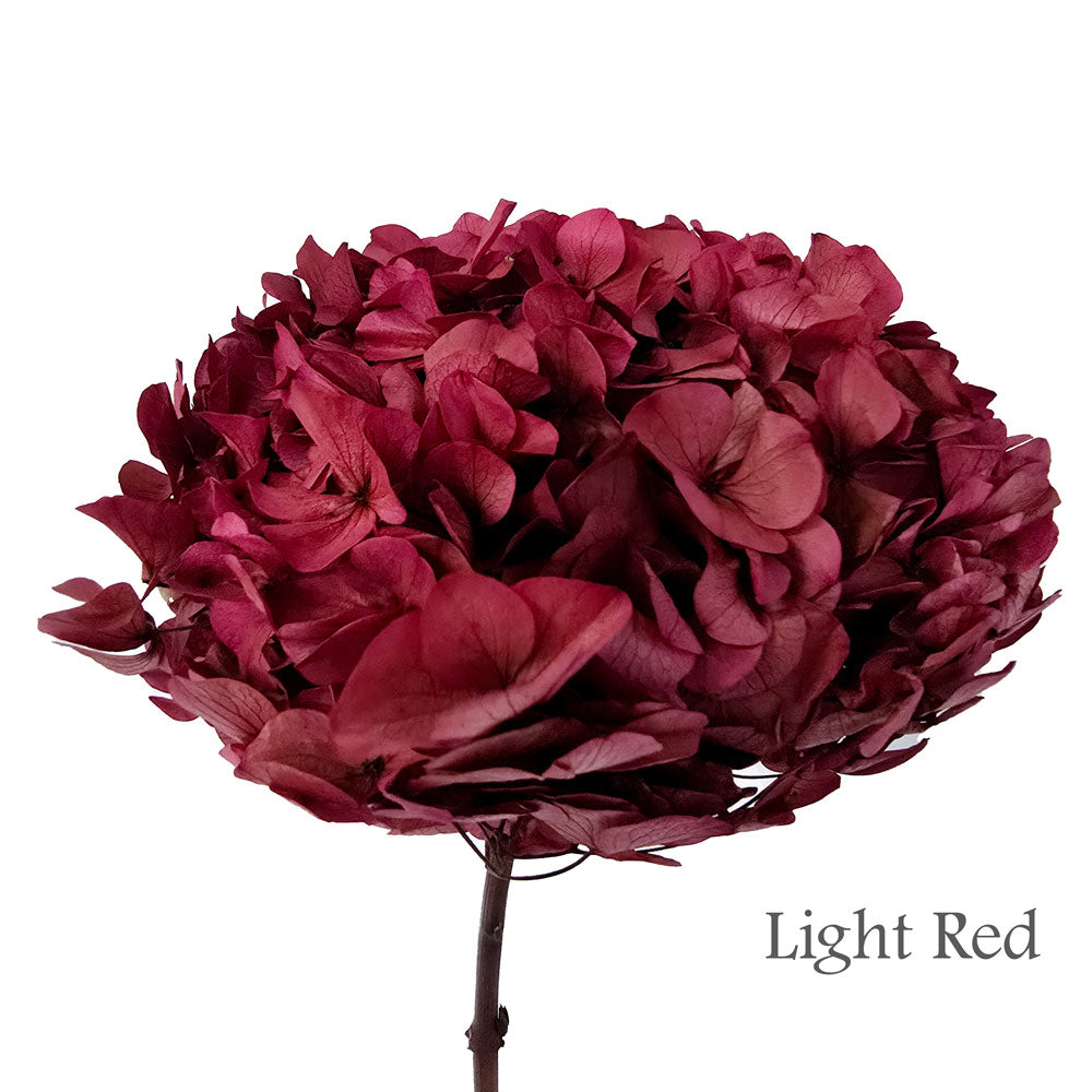 Preserved Hydrangea #PF1 - Light Red