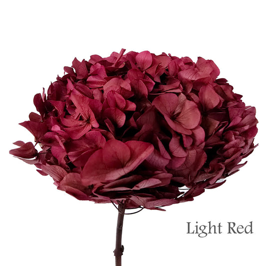 Preserved Hydrangea #PF1 - Light Red