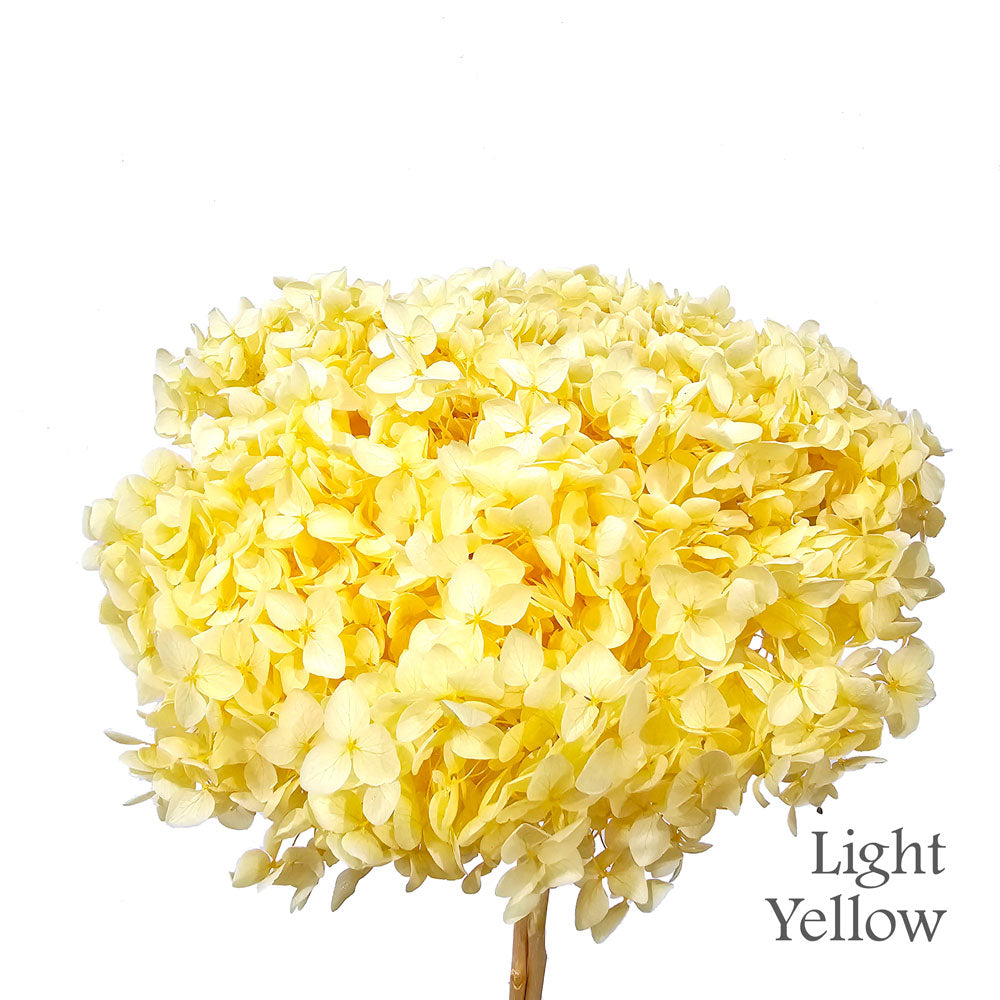 Preserved Hydrangea #PF1 - Light Yellow