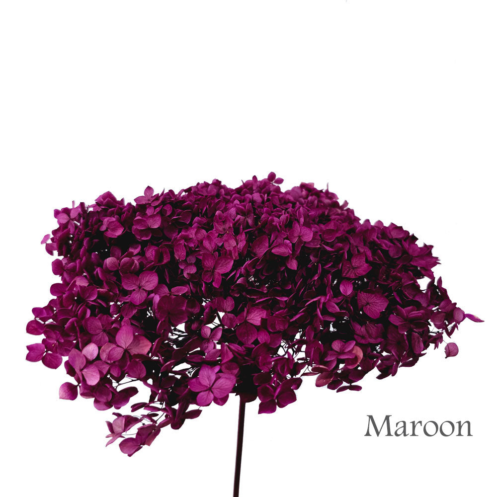 Preserved Hydrangea #PF1 - Maroon