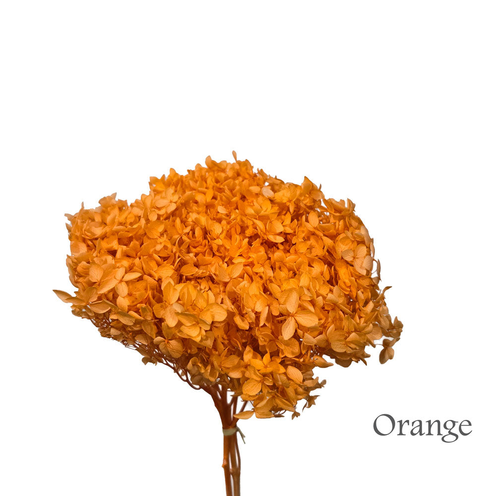 Preserved Hydrangea #PF1 - Orange