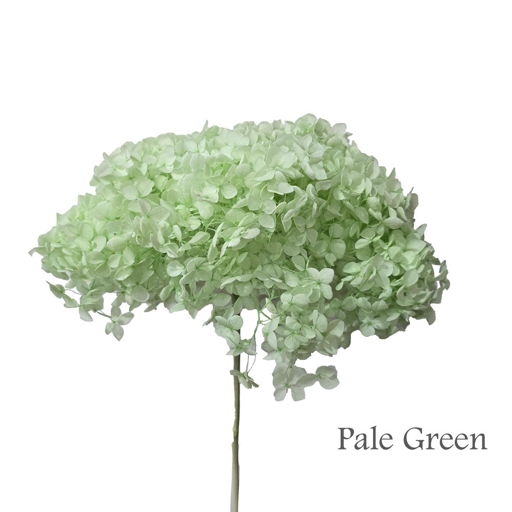 Preserved Hydrangea #PF1 - Pale Green