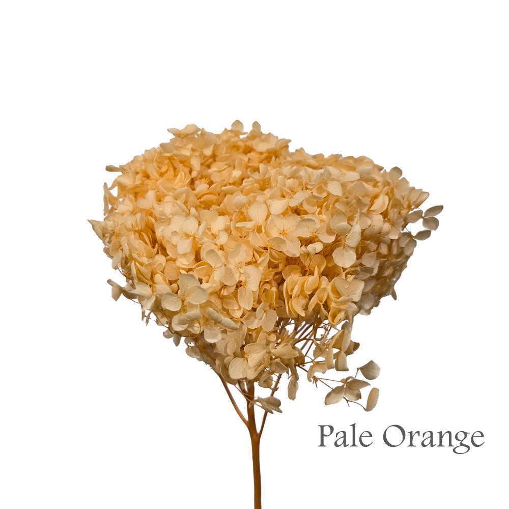 Preserved Hydrangea #PF1 - Pale Orange