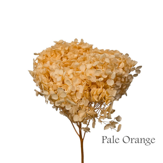 Preserved Hydrangea #PF1 - Pale Orange