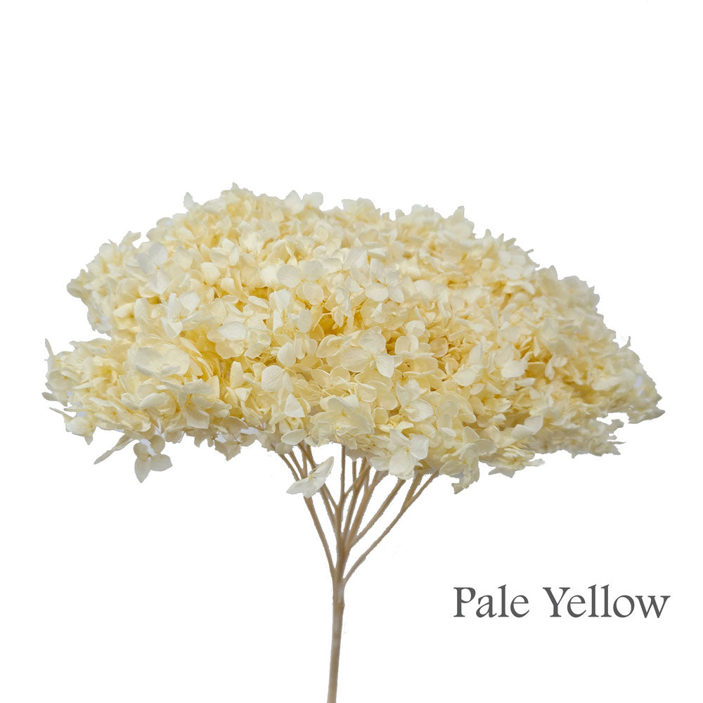 Preserved Hydrangea #PF1 - Pale Yellow