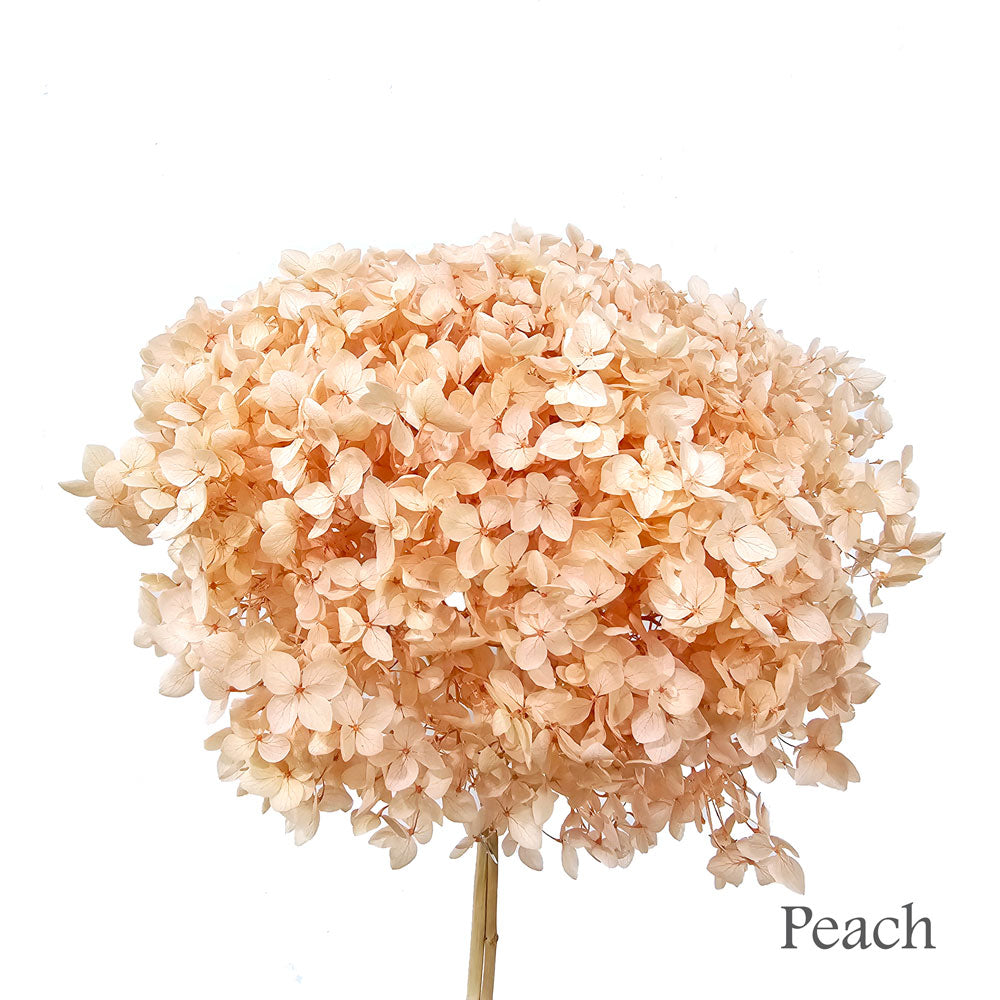 Preserved Hydrangea #PF1 - Peach