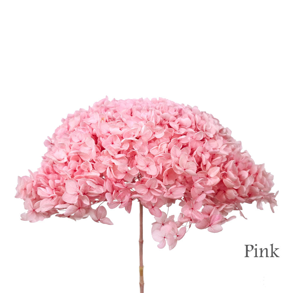 Preserved Hydrangea #PF1 - Pink