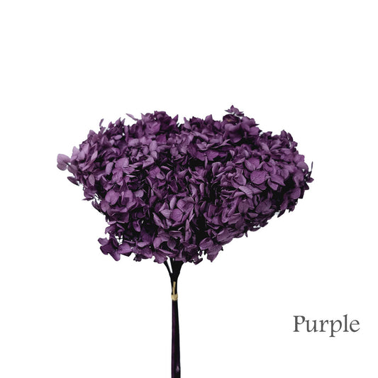 Preserved Hydrangea #PF1 - Purple