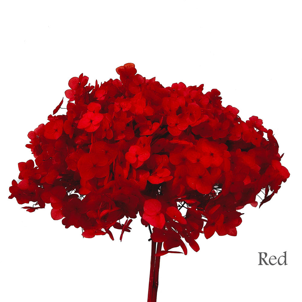 Preserved Hydrangea #PF1 - Red