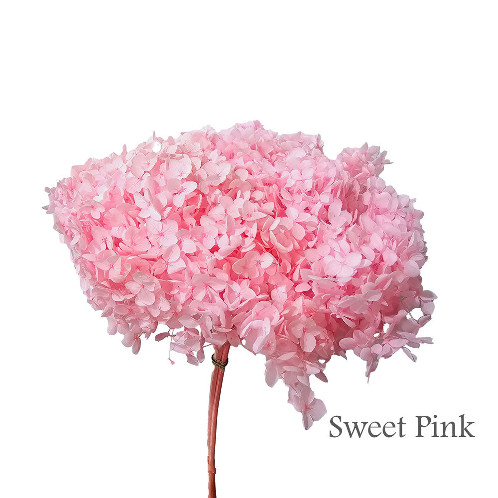 Preserved Hydrangea #PF1 - Sweet Pink