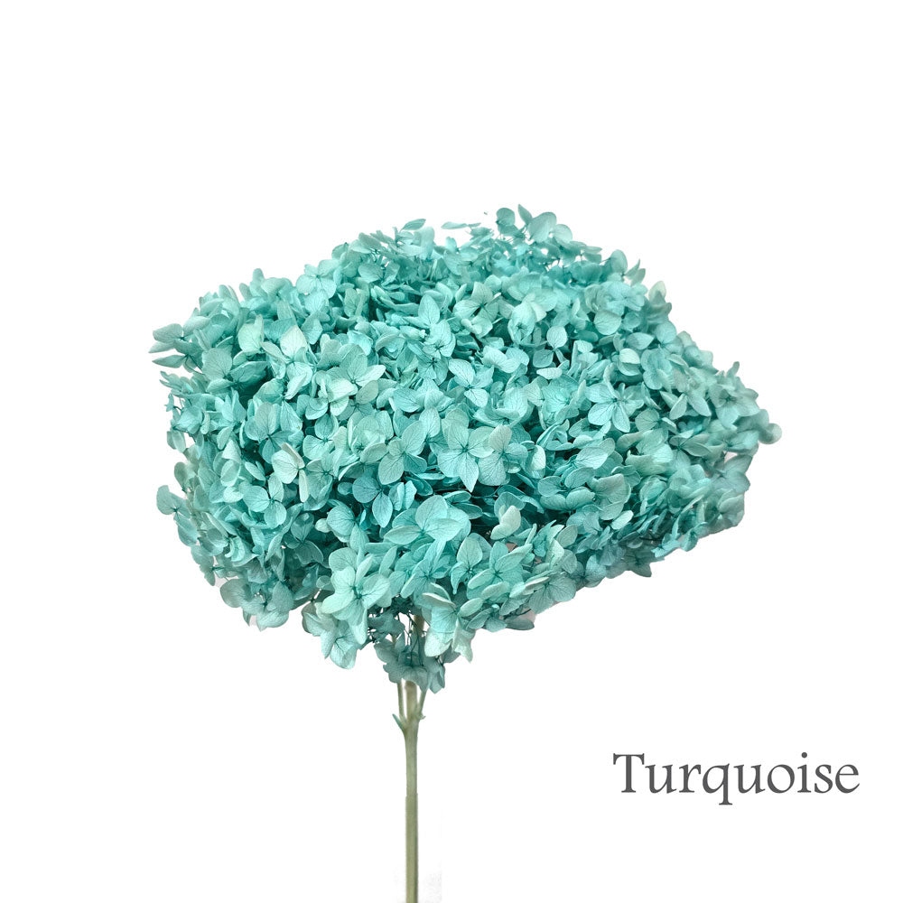 Preserved Hydrangea #PF1 - Turquoise