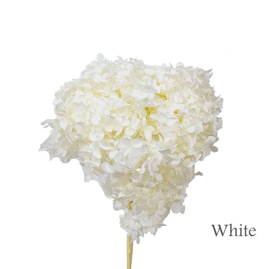 Preserved Hydrangea #PF1 - White