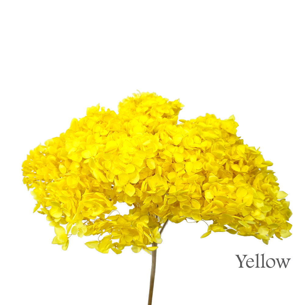 Preserved Hydrangea #PF1 - Yellow