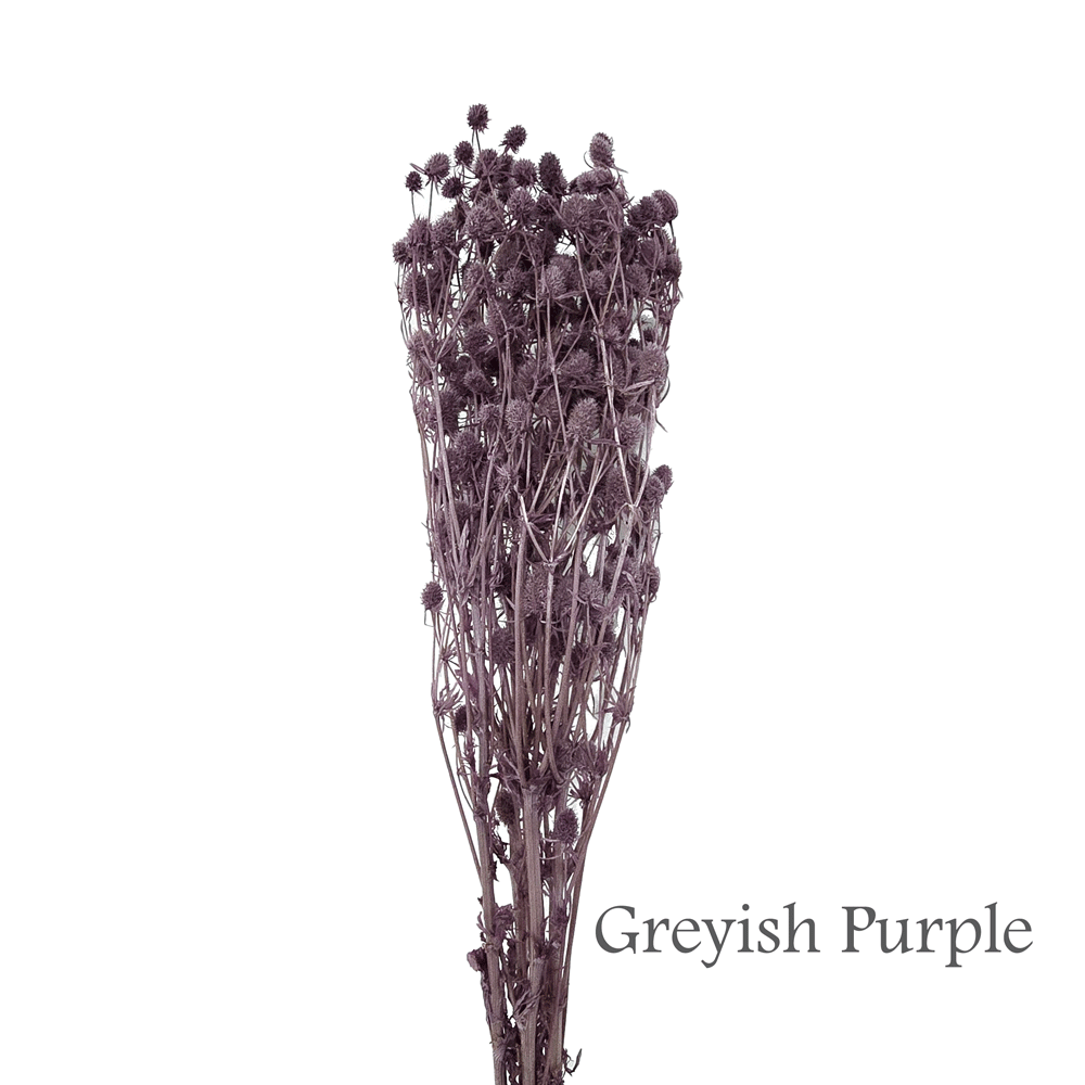 Preserved Eryngium Flower #PF11