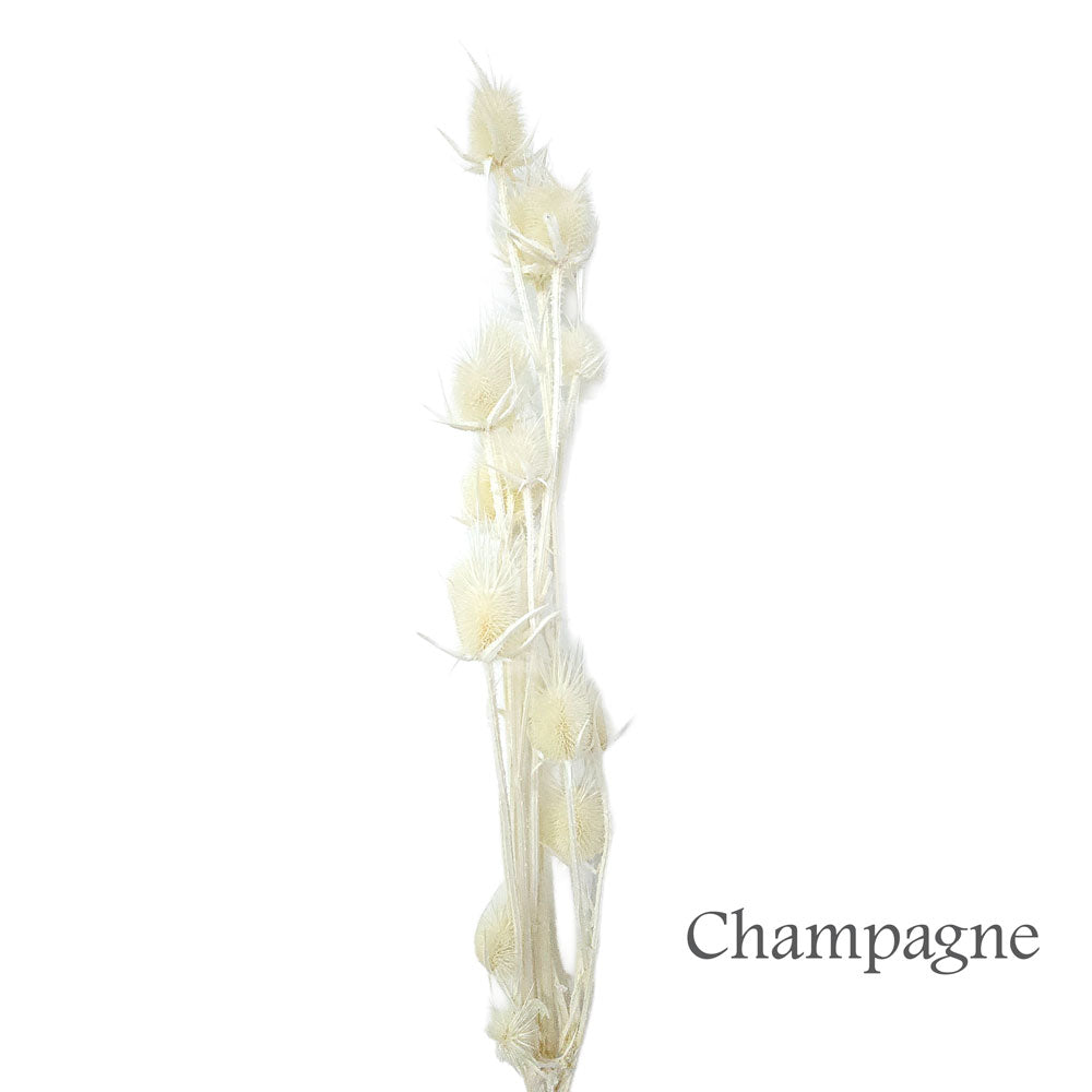 Preserved Italian Thistle Flower #PF12