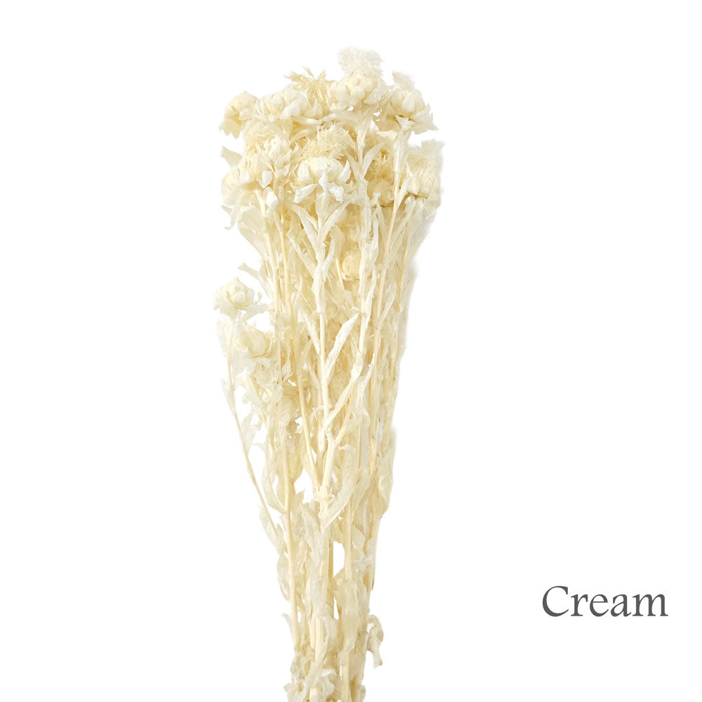 Preserved Bleached Biden Flowers #PF16