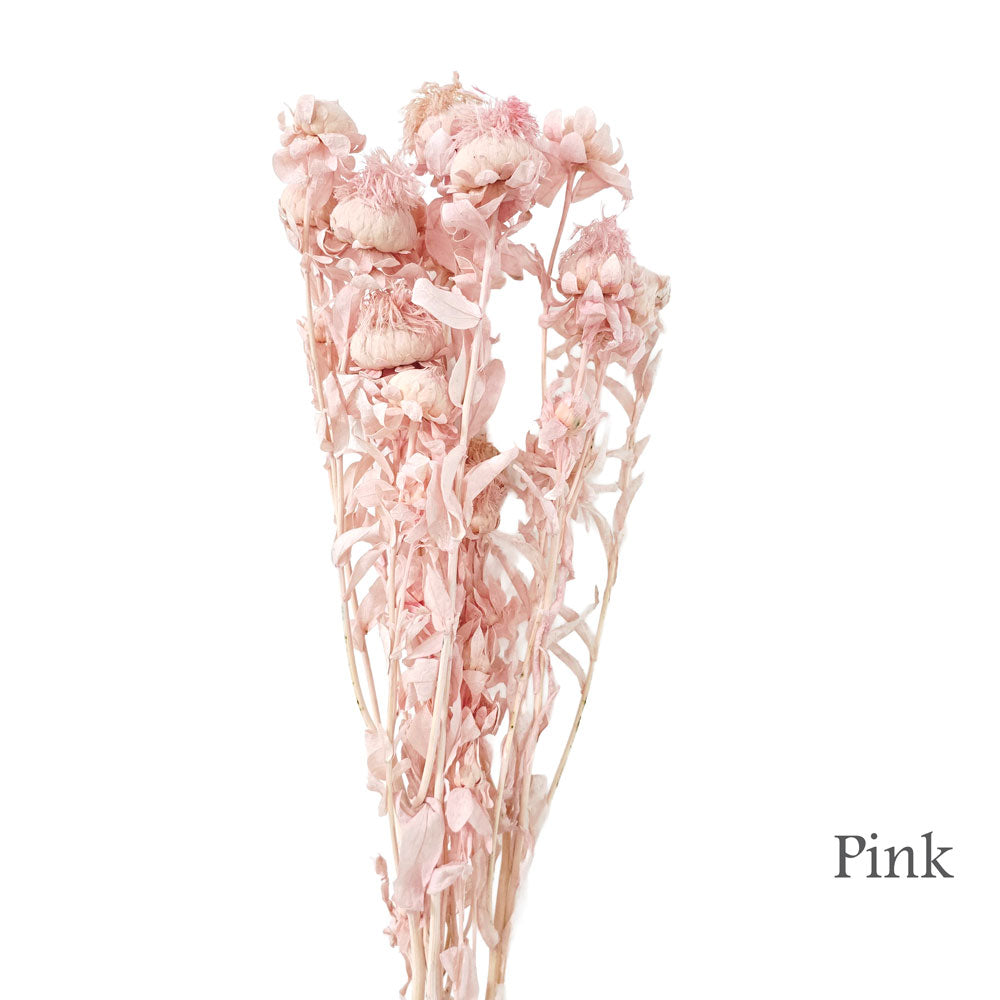 Preserved Bleached Biden Flowers #PF16
