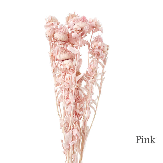 Preserved Bleached Biden Flowers #PF16