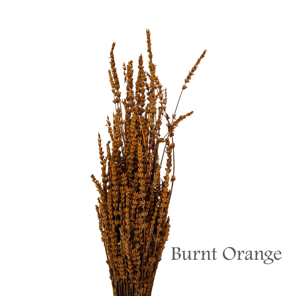 Preserved Lavender #PF17