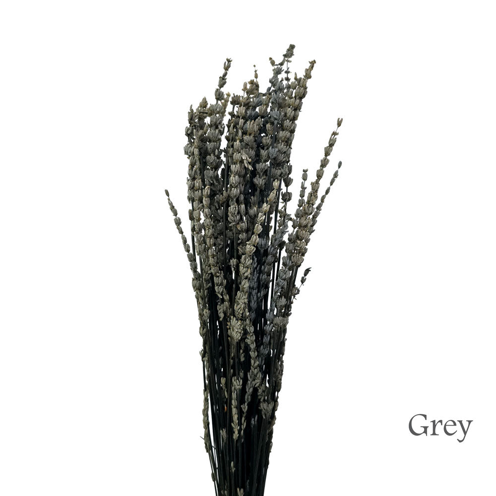 Preserved Lavender #PF17