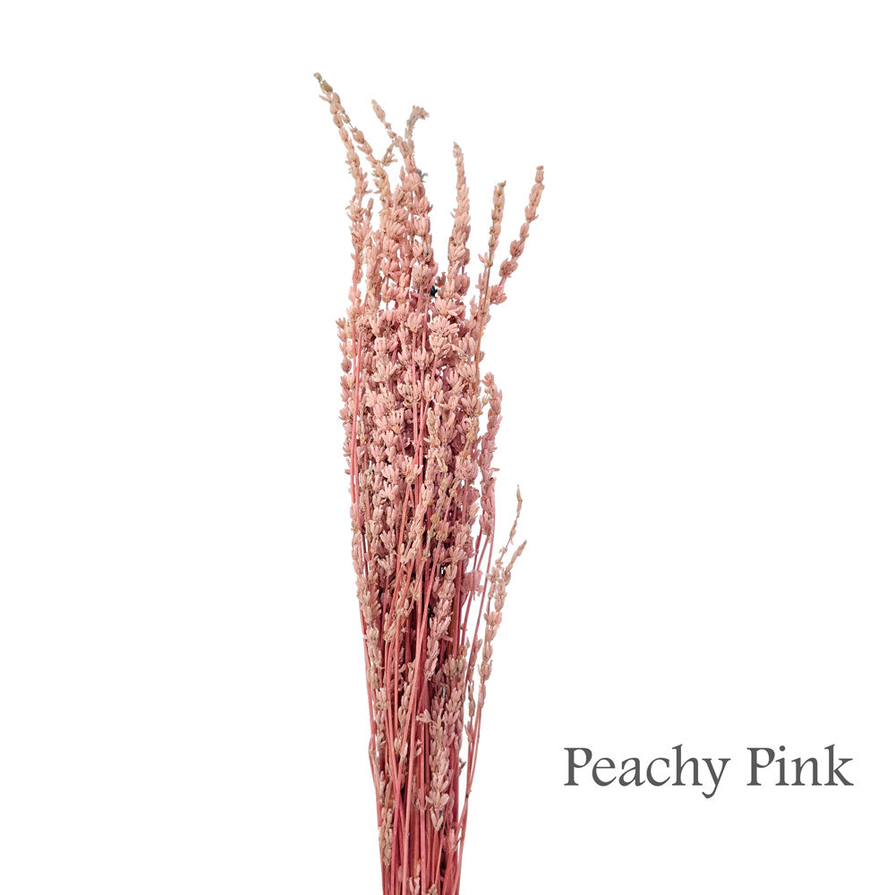 Preserved Lavender #PF17