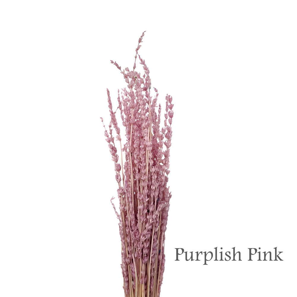 Preserved Lavender #PF17