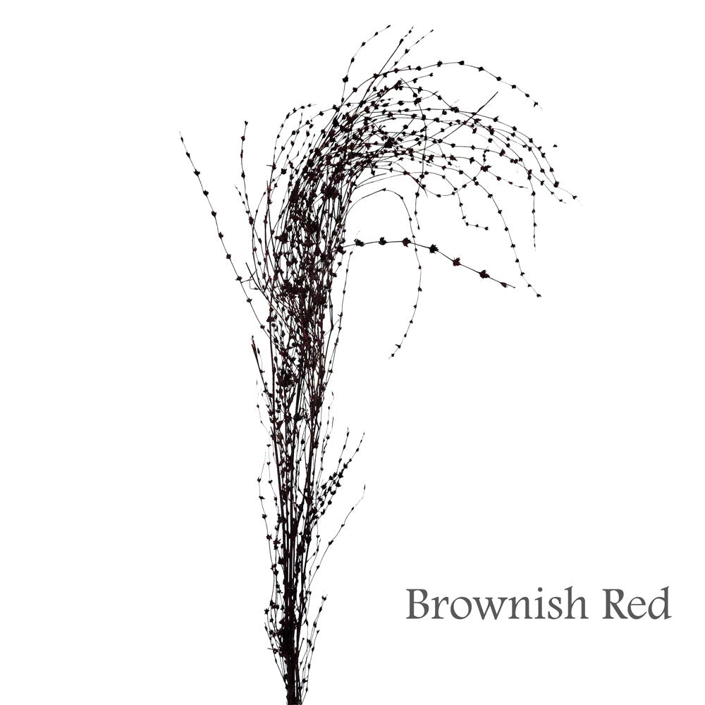 Preserved Bamboo Flower #PF9