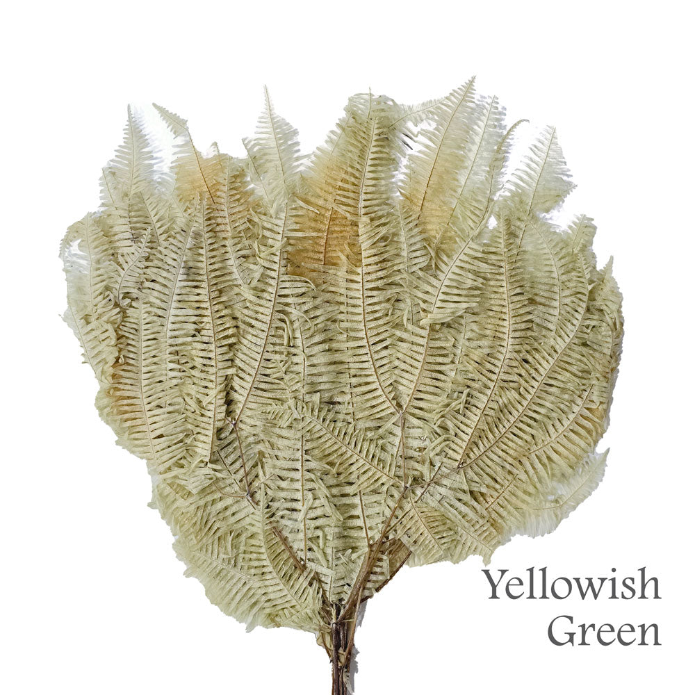 Preserved Sea Star Fern PFO2