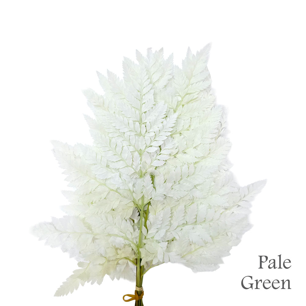 Preserved Johor Fern #PFO20