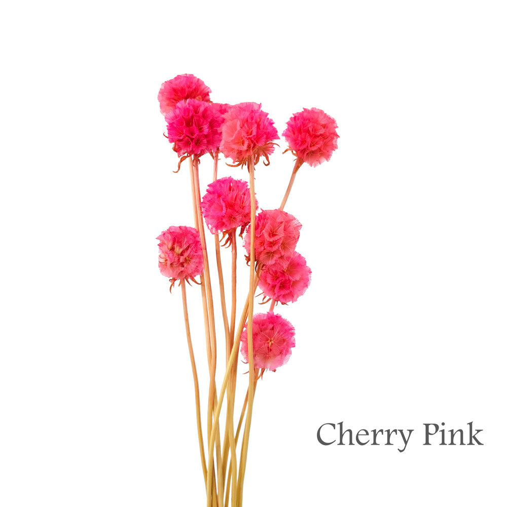 Preserved Scabosia #PFO27