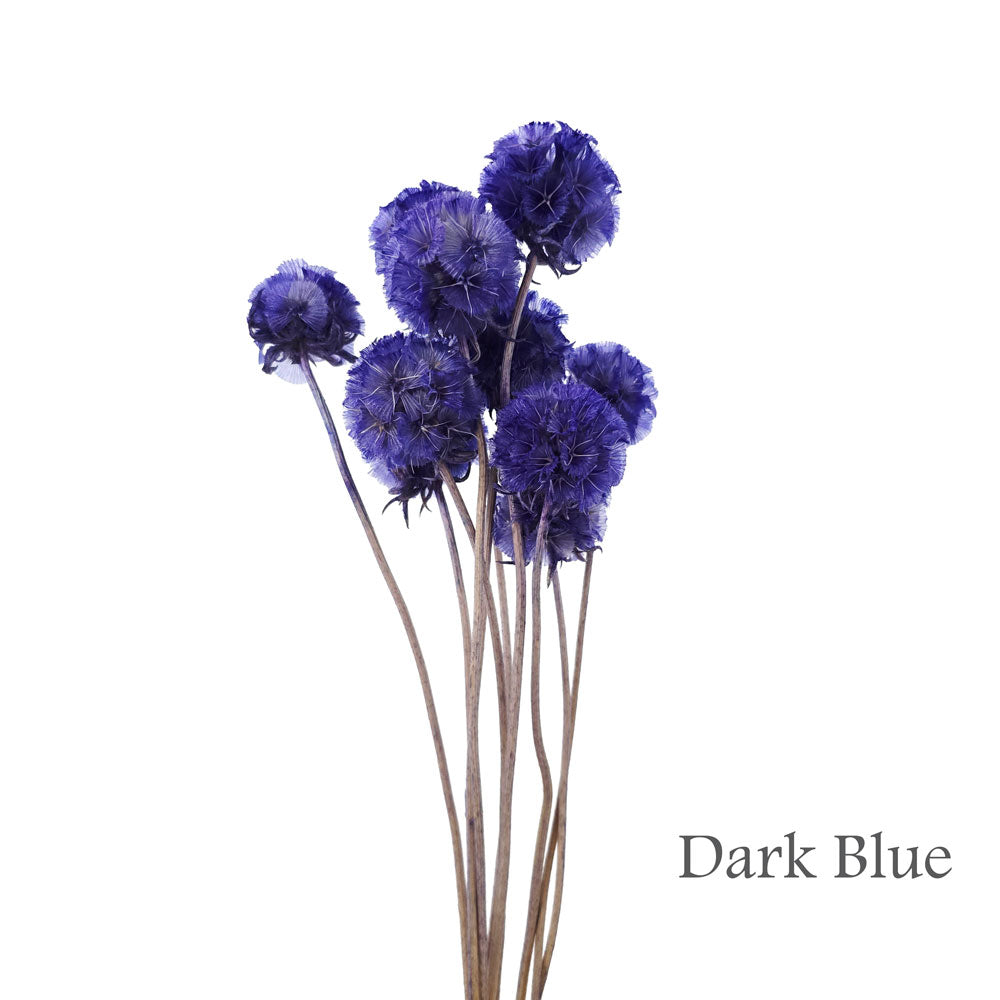 Preserved Scabosia #PFO27