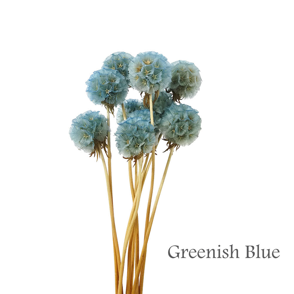 Preserved Scabosia #PFO27