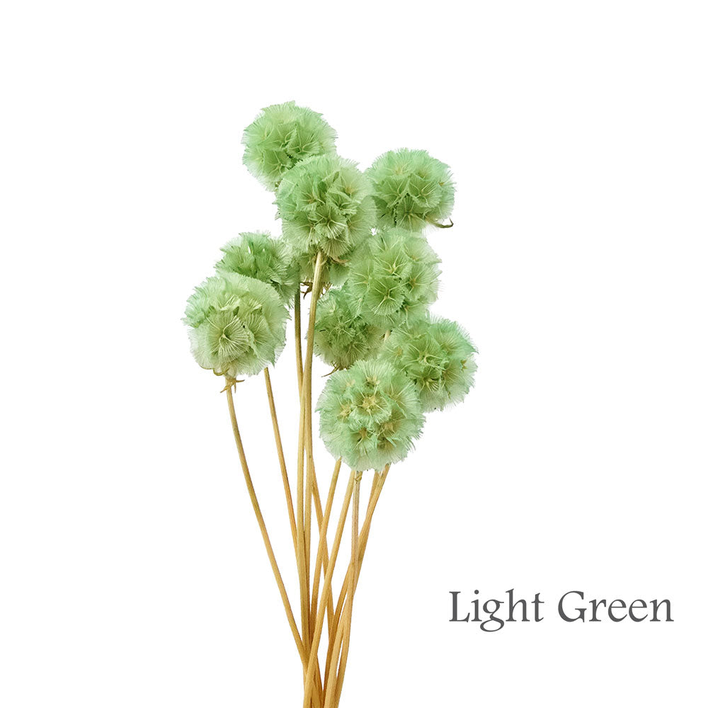 Preserved Scabosia #PFO27