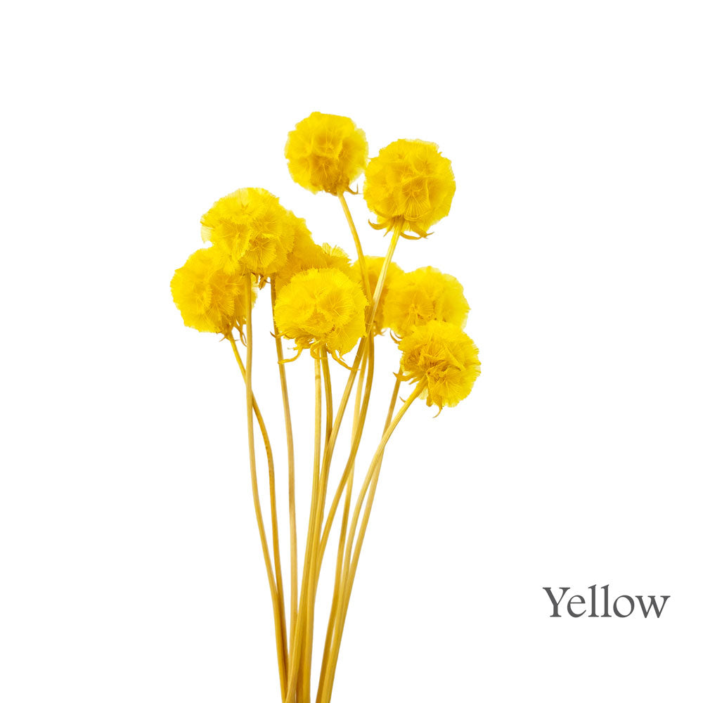 Preserved Scabosia #PFO27