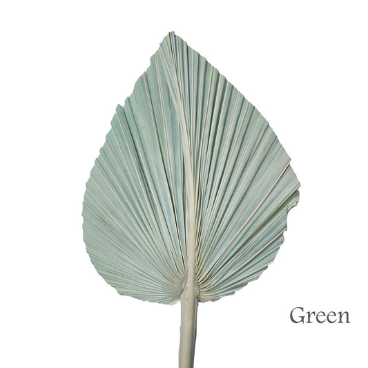 Preserved Palm Leaf #PFO29