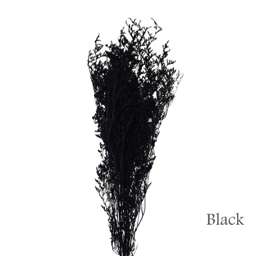 Preserved Bleached Caspia #PFO3