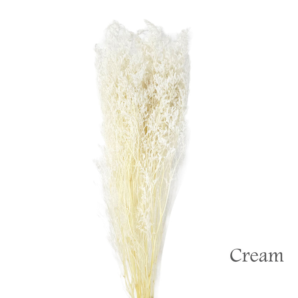 Preserved Bleached Caspia #PFO3