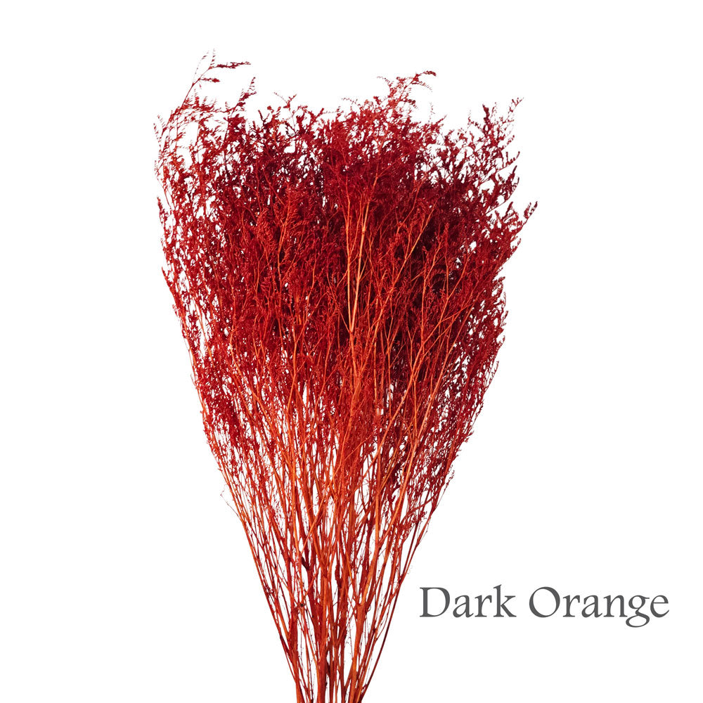 Preserved Bleached Caspia #PFO3