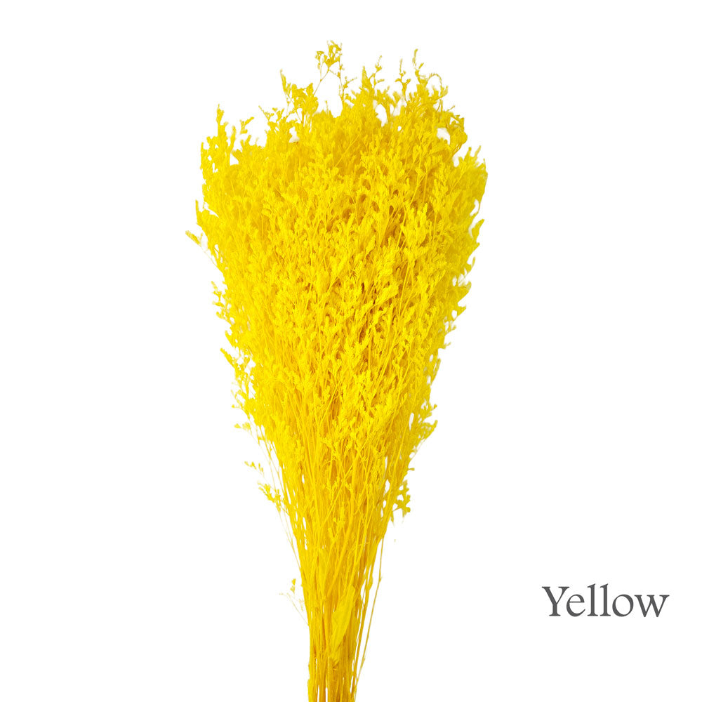 Preserved Bleached Caspia #PFO3