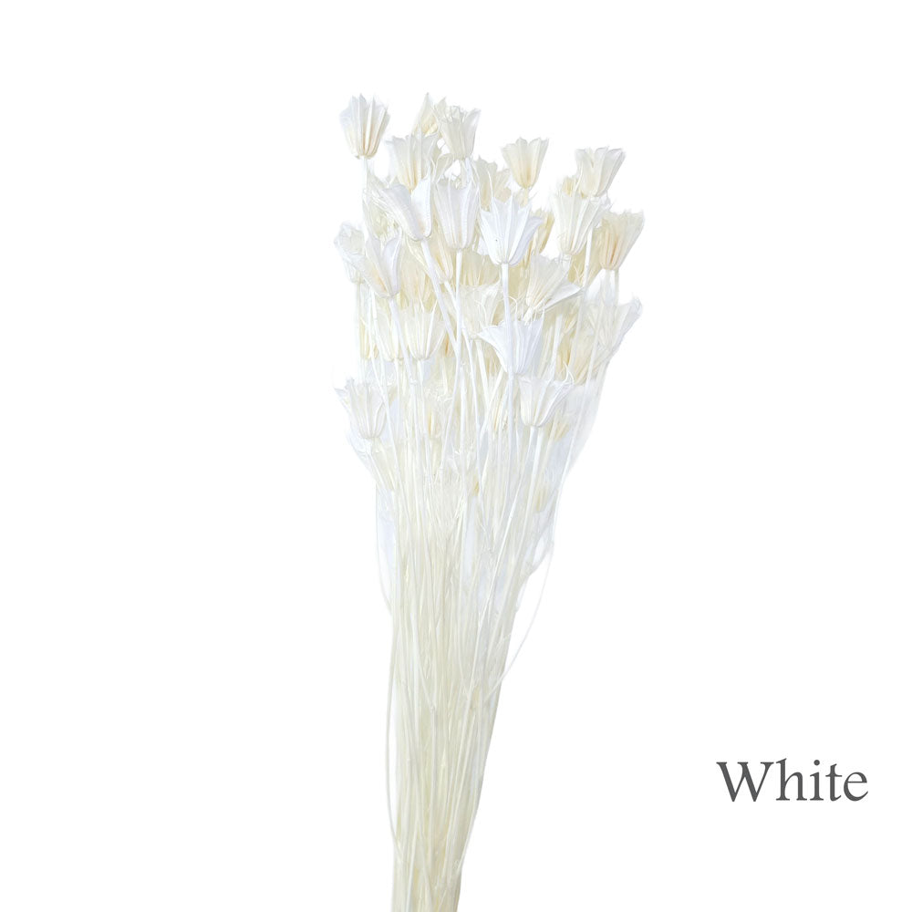 Preserved Nigella Orientalis #PFO35