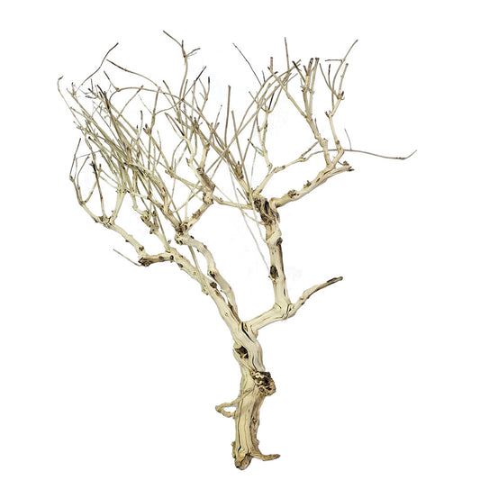 Preserved Willow Branches #PFO50