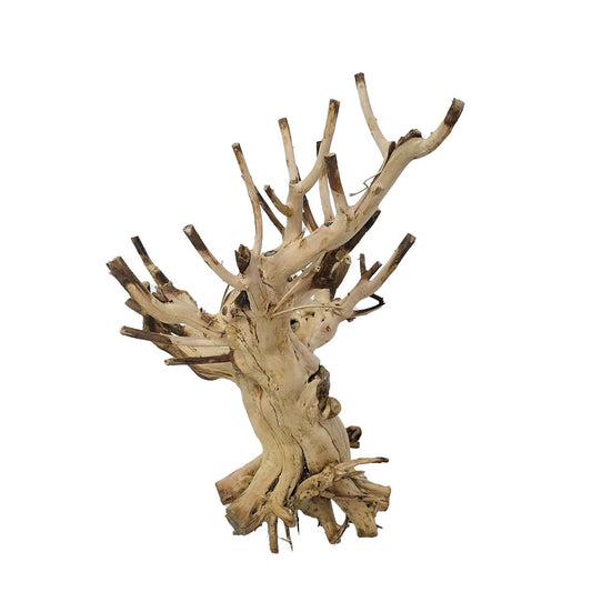 Preserved Willow Branches #PFO51