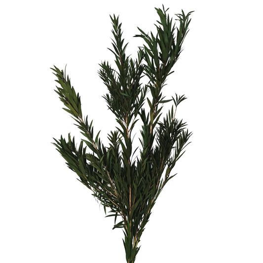 Preserved Podocarpus #PFO52