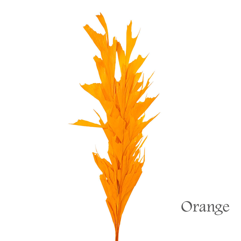 Preserved Fish Bone Palm #PFO55